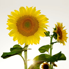 Sticker - Sunflower 4