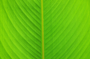 Poster -  green leaf 