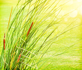 Wall Mural - Fresh green grass abstract background