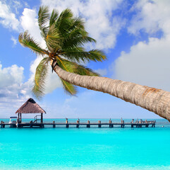 Poster - Palm tree in tropical perfect beach