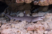 A Whitetip Reef Shark Sits On The Reef