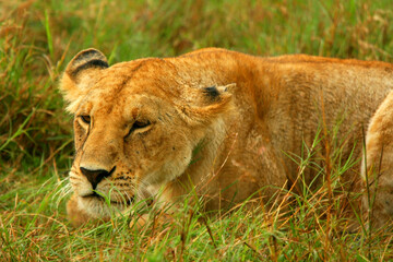 Wild African Lioness