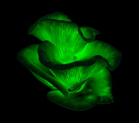 Wall Mural - Ghost Fungus at night - Omphalotus nidiformis - bioluminescent & poisonous fungus - NSW, Australia