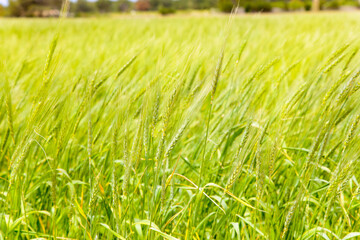 Canvas Print - Balearic green wheat field in Formentera island