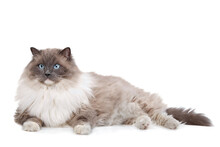 Grey And White Ragdoll Cat Free Stock Photo - Public Domain Pictures