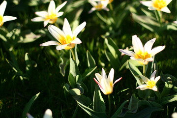 Sticker - spring flower