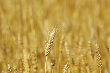 Poster - wheat