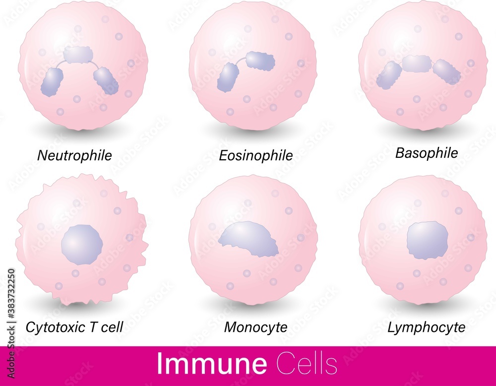Vetor white blood cells or Immune cells in Pink color gradient with ...