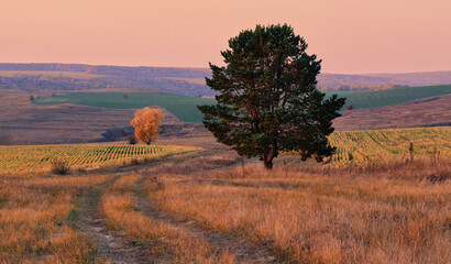 Wall Mural - sunrise in field. autumn panorama rural landscape with fog, sunrise and blossoming meadow. panoramic