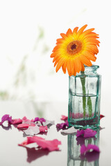 Canvas Print - Pink petals and leaves with orange gerbera in a glass flask