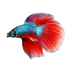 Siamese fighting fish , red and blue betta isolated on white background