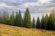 © Pellinni - cold foggy morning. moody weather scenery. spruce forest on the grassy meadow in autumn. nature magic concept