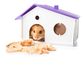 Wall Mural - Funny hamster in small house on white background