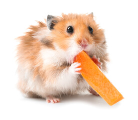 Wall Mural - Funny hamster with carrot on white background