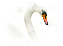 White Swan On White Paper, Watercolor Technique