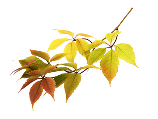 Wall Mural - twig with colorful autumn leaves of wild grape isolated on white