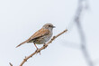 © Imogen - Dunnock / Hedge Sparrow in New Zealand