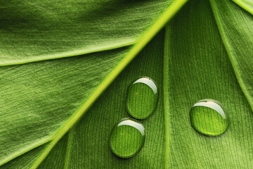 Canvas Print - Water drops on leaf