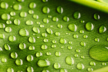 Canvas Print - Water drops on leaf