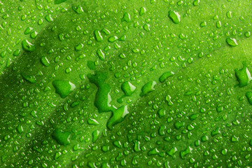 Canvas Print - Water drops on leaf