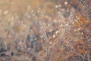 Wall Mural - soft focus blurred background image of sunrise in field. autumn rural landscape with fog, sunrise an