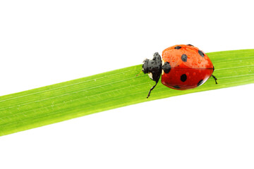 Sticker - ladybug on grass