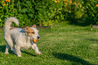 Jack russell terrier puppy playing outdoor