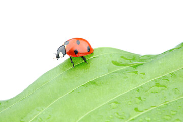 Sticker - ladybug on leaf