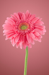 Canvas Print - Pink gerbera daisy flower