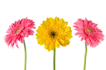 Sticker - Set of 3 gerberas