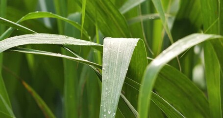 Wall Mural - sugarcane leaves with morning rain drops, sugarcane fields, organic agriculture