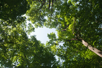 Wall Mural - green forest