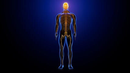 3d illustration of male human body skeleton with brain nerves system anatomy