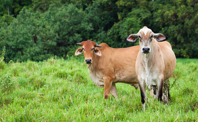 Poster - Cattle in Queensland Australia