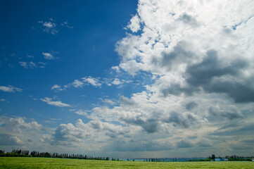 Poster - field of green wheat under cloudy sky