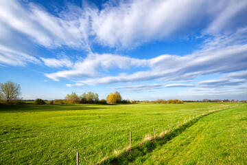 Canvas Print - summer grassland and blue sky