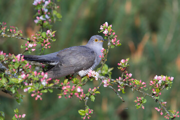 Wall Mural - Common cuckoo. Bird on a flowering tree. Cuculus canorus.