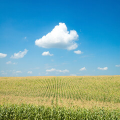 Wall Mural - field with corn under blue sky and clouds