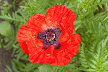 Wall Mural - red flower of poppy in spring