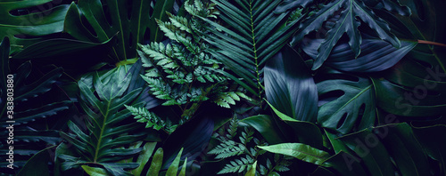 Fototapete - closeup tropical green leaf background. Flat lay, fresh wallpaper banner concept