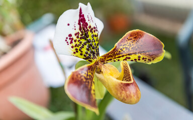 Beautiful hybrid phalaenopsis orchid