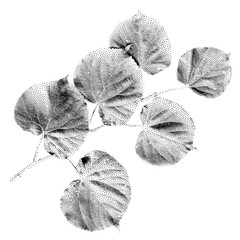linden leaf vector in dots style isolated on white background. monochrome tree branch for minimalist
