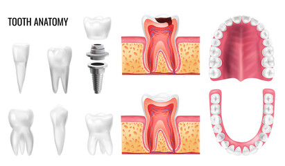 Sticker - Tooth Anatomy Set