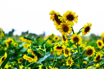 Canvas Print - Sunflower