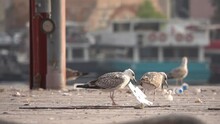 Funny Seagulls Playing With Garbage Slow Motion. Environmental Pollution Worsened The Lives Of Animals