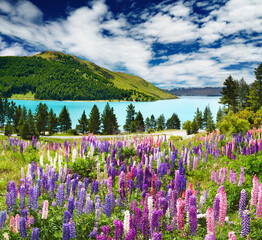 Poster - Lake Tekapo, New Zealand