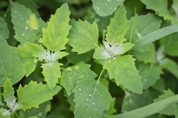 Garden orache with water drops. Leaves of grass after a rain.