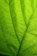 Canvas Print - green leaf vein