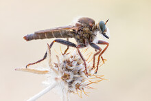 Close Up Of A Red Robber Fly.