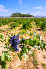 Poster - bobal wine grapes ready for harvest in Mediterranean